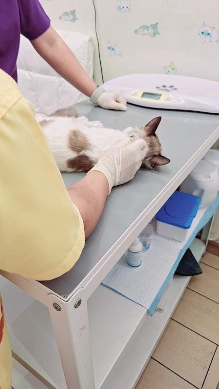 Happy Paws — photo from the google listing