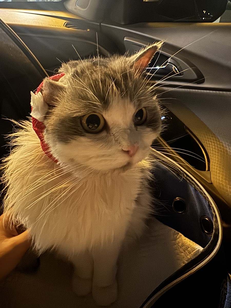 Happy Paws — photo from the google listing